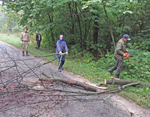 Раскряжовка сухостойного дерева вяза