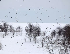 Перелетные птицы прибывают в Курскую область