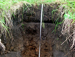 Особенности биологической активности почвы, выявленные в черноземе заповедника в 2012 году