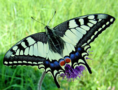 1 мая - День бабочек