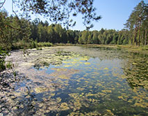 НП Орловское полесье, оз. Рясник