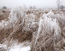 Зима в степи, 2014.01.01, ЦЧЗ, уч. Стрелецкий