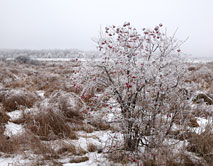 Зима в степи, 2014.01.01, ЦЧЗ, уч. Стрелецкий