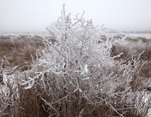 Зима в степи, 2014.01.01, ЦЧЗ, уч. Стрелецкий