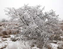 Зима в степи, 2014.01.01, ЦЧЗ, уч. Стрелецкий