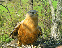 Самка курганника (Buteo rufinus) в гнезде