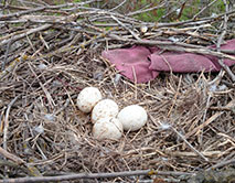 Кладка курганника (Buteo rufinus)