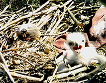 Птенец курганника (Buteo rufinus) в гнезде