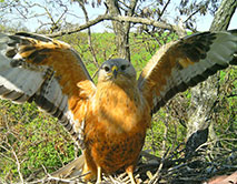 Самка курганника (Buteo rufinus) прилетела к гнезду