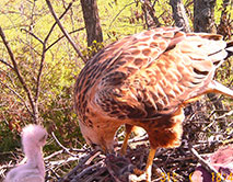 Самка курганника (Buteo rufinus) кормит птенца