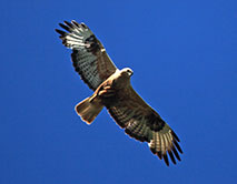 Курганник (Buteo rufinus) в полете