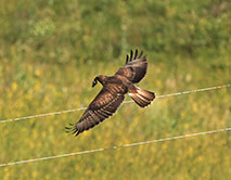 Обыкновенный канюк (Buteo buteo) с добычей