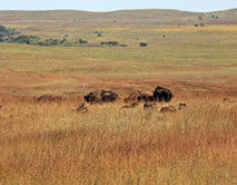 В национальном резервате Tallgrass Prairie  обитает около 70 бизонов