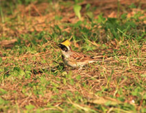 Желтогорлая овсянка (Emberiza elegans)