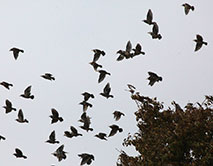 Серые скворцы (Sturnus cineraceus)