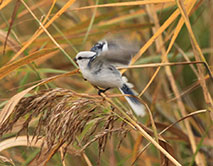 Князёк (Parus cyanus)