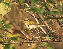 Корольковая пеночка (Phylloscopus proregulus)