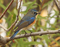 Синехвостка (Luscinia cyanurus) - обычный пролетный вид Ханкайского заповедника