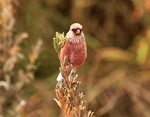 Урагус (Uragus sibiricus)