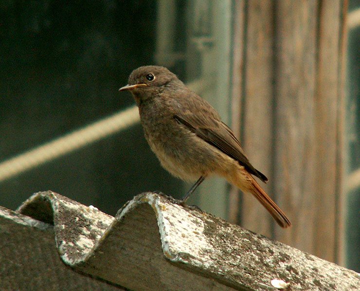 Птица пестрая коричневая с хохолком