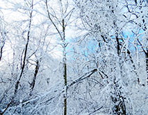 Февраль в заповедном лесу