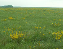 Ракитник русский (Chamaecytisus ruthenicus)