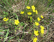 Лапчатка распростёртая (Potentilla humifusa)