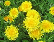 Одуванчик лекарственный (Taraxacum officinale)