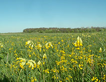 Первоцвет весенний (Primula veris)