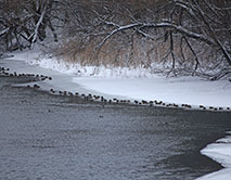 Учет зимующих водоплавающих птиц