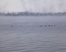 Кряквы на Курчатовском море