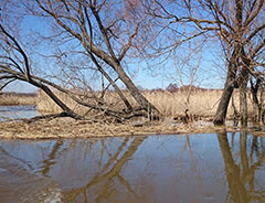 Большая вода пришла и в Центрально-Черноземный заповедник