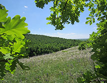 Букреевы Бармы