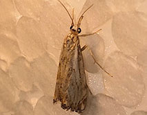 Травянка фальшивая Catoptria falsella. Фото Ивлев К.С.