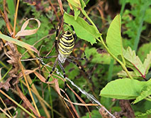 Argiope bruennichi паук-оса Фото Ивлев К.С.