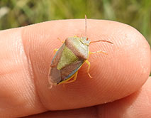 Piezodorus lituratus Щитник люцерновый. Фото Дегтярёв Н.И.