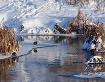 Лысухи у водосброса плотины в Щетинке. Фото И. Дудченко