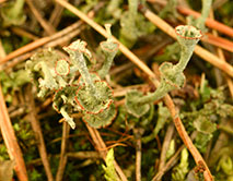 Cladonia cervicornis_Е.Э. Мучник