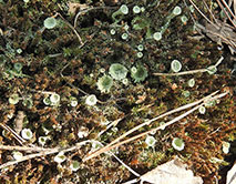 Cladonia carneola_Н.И. Дегтярёв