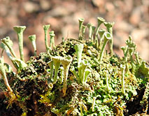 Cladonia deformis_Н.И. Дегтярев