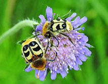 МГОК Trichius fasciatus - Восковик перевязанный. Фото Н.И. Дегтярёва