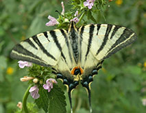 ЦЧЗ Iphiclides podalirius - Подалирий. Фото И.Б. Золотухиной.