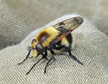 ЦЧЗ Volucella bombylans - Журчалка шмелевидная. Фото Н.И. Дегтярёва