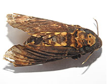 Acherontia atropos - Бражник мёртвая голова Коллекция ЦЧЗ