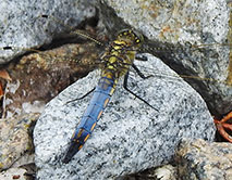 КуАЭС Orthetrum cancellatum - Стрекоза решётчатая. Фото Н.И. Дегтярёва