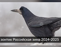 Проект СОПР «Российская зима 2024-2025»