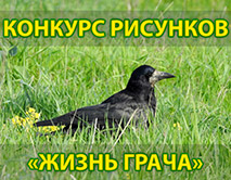 Конкурс детского рисунка «Грач - птица 2025 года»