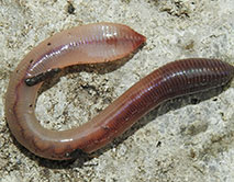 Lumbricus terrestris. Обыкновенный дождевой червь