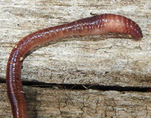 Eisenia nordenskioldi. Эйзения Норденшельда