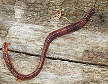 Eisenia nordenskioldi. Эйзения Норденшельда